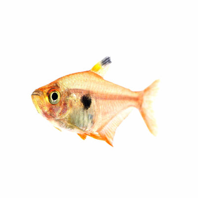 Red Phantom Tetra (3.5cm)