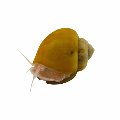 Snails Mystery Gold - Med (trop) (MED)