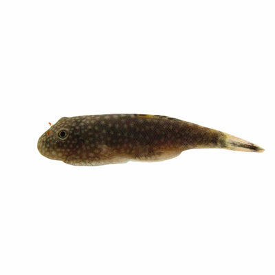 Borneo Sucker (3-4cm) (3cm)