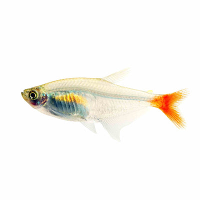 Glass Bloodfin Tetra (3.5cm)