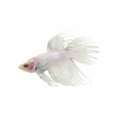 Betta Male Crowntail White (5cm)