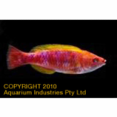 Wrasse - Lubbock's Fairy (MED)