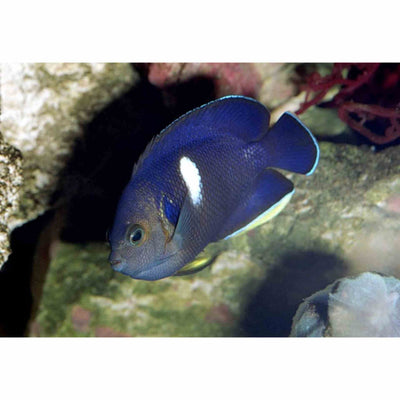 Angelfish - Keyhole (MED)