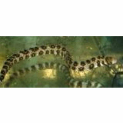 Eel - Snowflake Moray (MED)