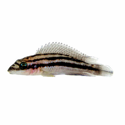 Julidochromis Dickfeldi (3-4cm) (3.5cm)