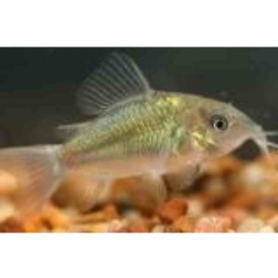 Brochis / Emerald Catfish (juvenile) (3cm)