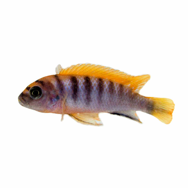 Cichlids