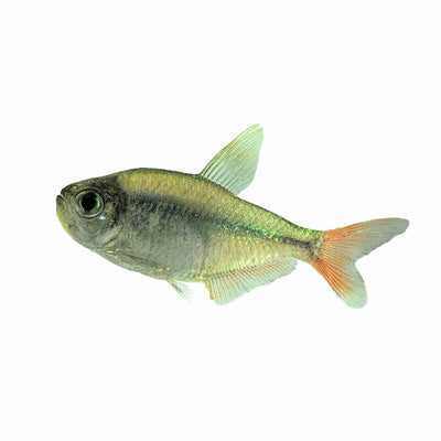 Red / Blue Colombian Tetra (4cm)