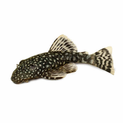 Bristlenose Catfish (5-6cm) (6cm)