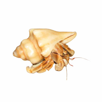 Crab Land Hermit - Lge (trop) (LGE)