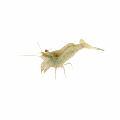 Shrimp Freshwater Glass (2.5cm)