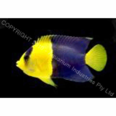 Angelfish - Bicolour (SML)