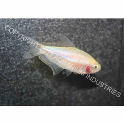Albino Emperor Tetra (3cm)