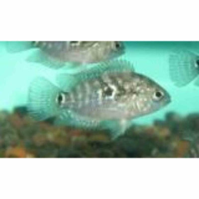 Jack Dempsey (3.5cm) - Just For Pets Australia