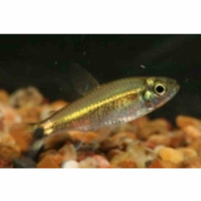 January Tetra (3cm) - Just For Pets Australia