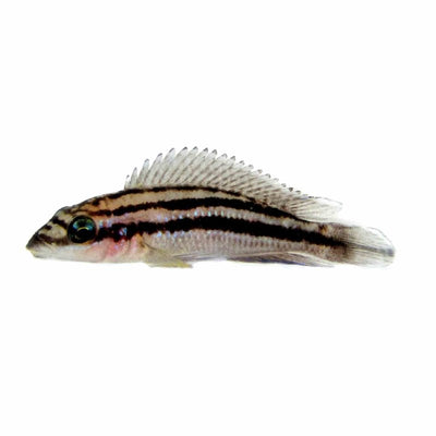 Julidochromis Dickfeldi (3-4cm) (3.5cm) - Just For Pets Australia