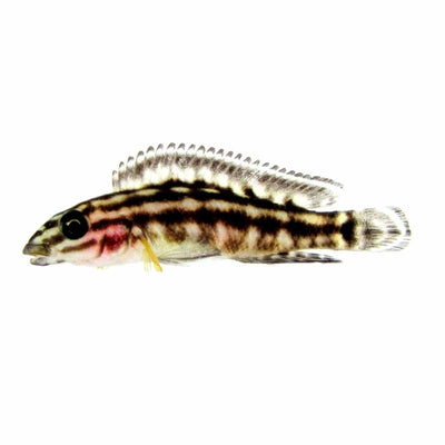 Julidochromis Marlieri (5cm) - Just For Pets Australia