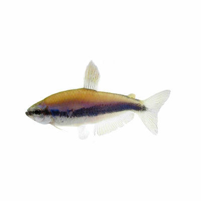Kerri Tetra - Blue Emperor (3cm) - Just For Pets Australia