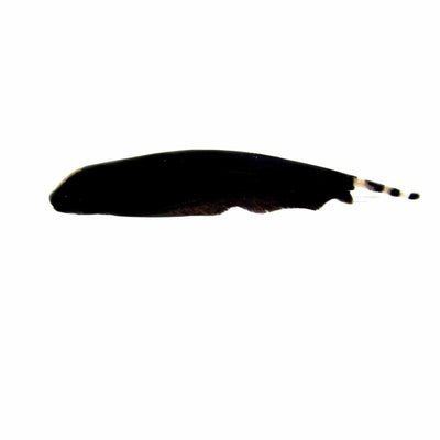 Knife Fish Black Ghost (8cm) - Just For Pets Australia