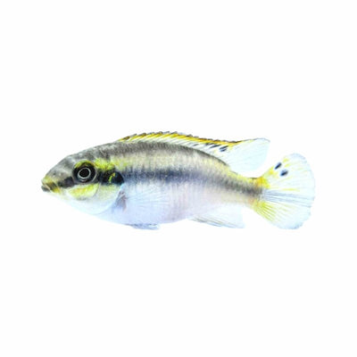 Kribensis (5cm) - Just For Pets Australia