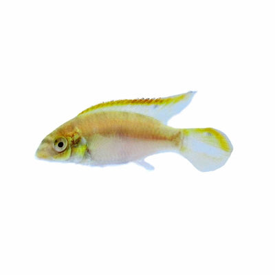 Kribensis Albino (4cm) - Just For Pets Australia