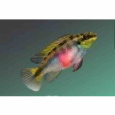 Kribensis - Scarlet (4cm) - Just For Pets Australia