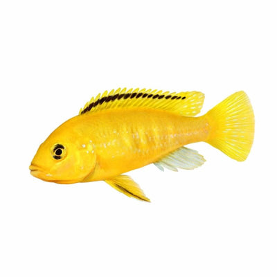 Labidochromis - Electric Yellow (10cm) - Just For Pets Australia