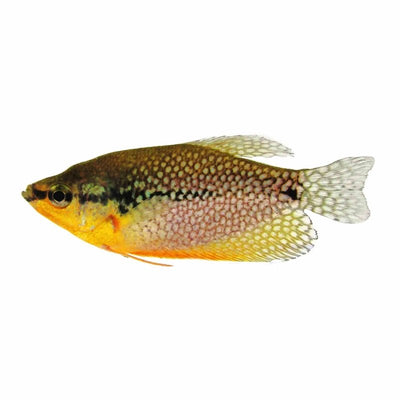 Lace (pearl) Gourami (5cm) - Just For Pets Australia