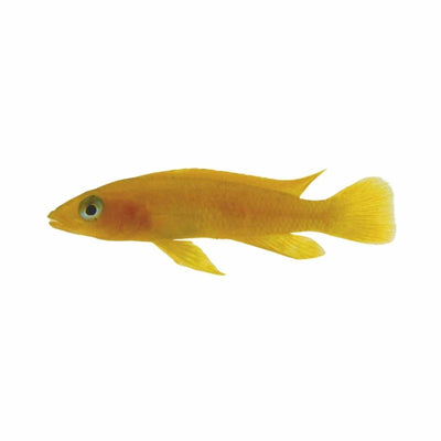 Lemon Cichlid Orange (5cm) - Just For Pets Australia