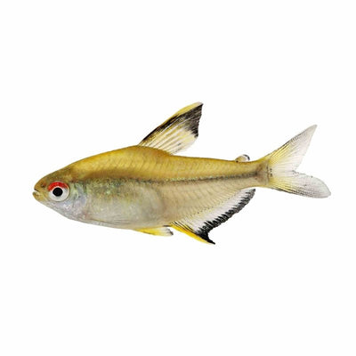 Lemon Tetra (3cm) - Just For Pets Australia
