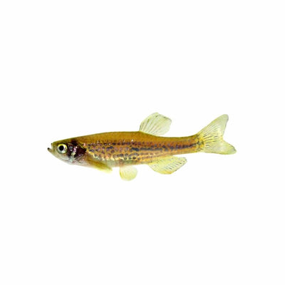 Leopard Danio (3 - 4cm) (3.5cm) - Just For Pets Australia