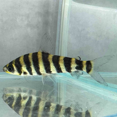 Leporinus Banded (5cm) - Just For Pets Australia