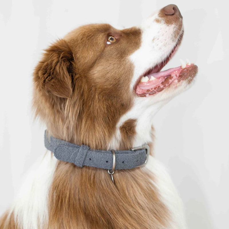 Lilly + Dash Collar Charcoal