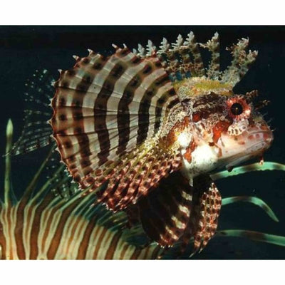 Lionfish - Shortfin Haz (MED) - Just For Pets Australia