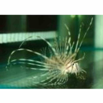 Lionfish - Volitan Haz (LGE) - Just For Pets Australia