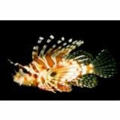 Lionfish - Zebra Haz (MED) - Just For Pets Australia