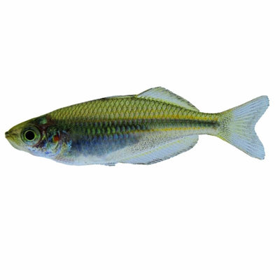 Local Fd Rainbow Coen 5 - 6cm (30pk) - Just For Pets Australia