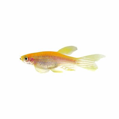 Long Fin Golden Zebra Danio (4cm) - Just For Pets Australia