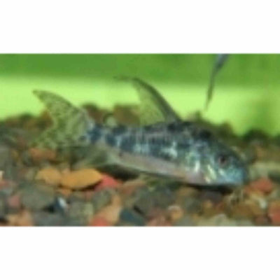 Long Fin Peppered Corydoras (3.5cm) - Just For Pets Australia