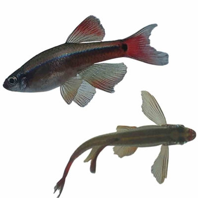 Long Fin White Cloud (3cm) - Just For Pets Australia