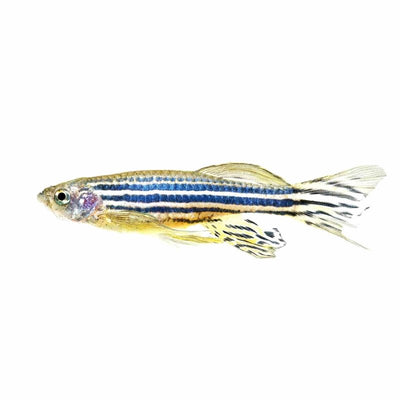 Long Fin Zebra Danio (4cm) - Just For Pets Australia