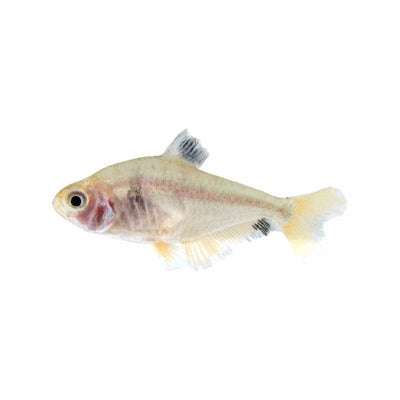 Longfin Serpae Tetra (3cm) - Just For Pets Australia