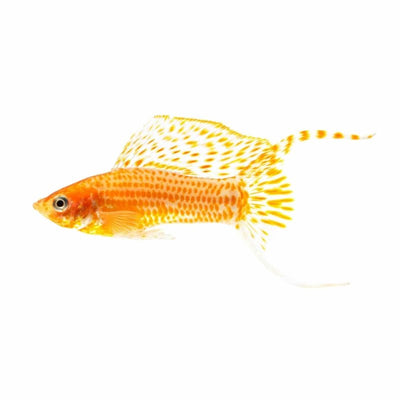 L.t Assorted Molly (5.5cm) - Just For Pets Australia
