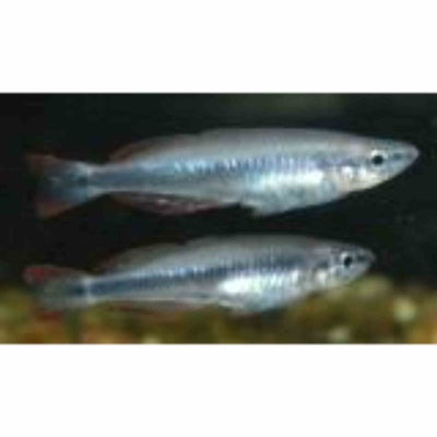 Madagascar Rainbow (5cm) - Just For Pets Australia