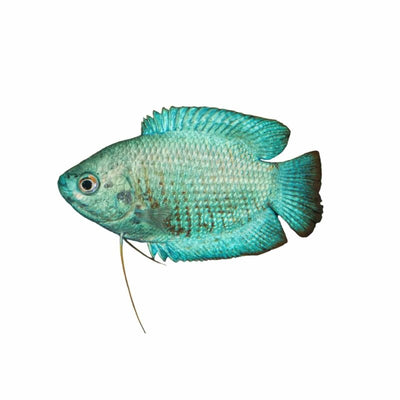 Male Dwarf Blue Coral Gourami (5cm) - Just For Pets Australia