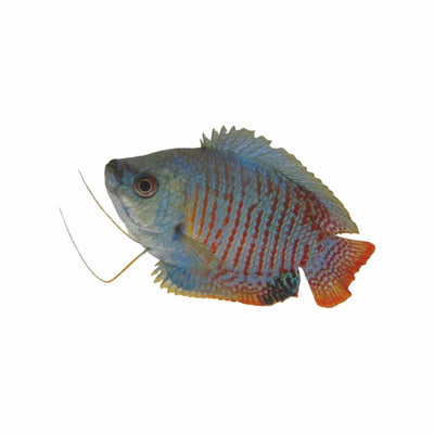 Male Dwarf Neon Gourami (5cm) - Just For Pets Australia