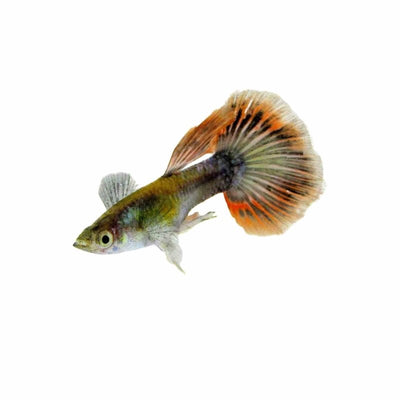 Male Elephant Ear Gold 24k Guppy (3 - 4cm) (3.5cm) - Just For Pets Australia