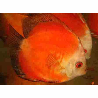 Marlboro Red Discus (7cm) - Just For Pets Australia
