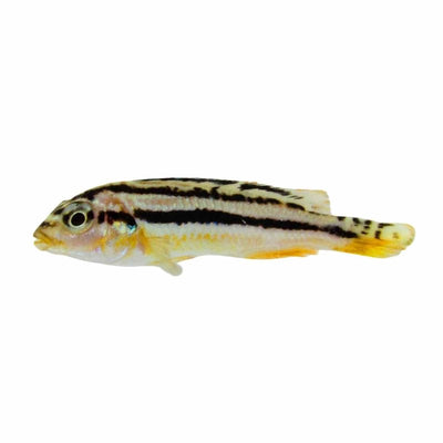 Melanochromis Auratus (5cm) - Just For Pets Australia