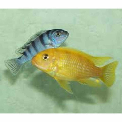 Metriaclima Lombardoi (5cm) - Just For Pets Australia